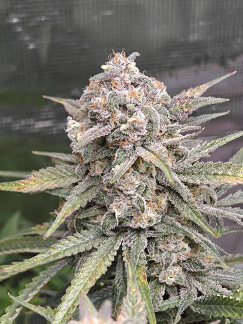 Ganja Farmer - Strawberry Zkittelz Auto. Week 12