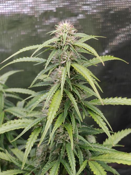Sticky Broccoli auto. Week 10
