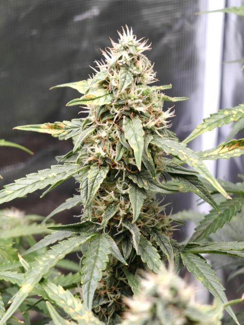 Sticky Broccoli auto. Week 10