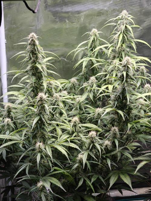 Sticky Broccoli auto. Week 10