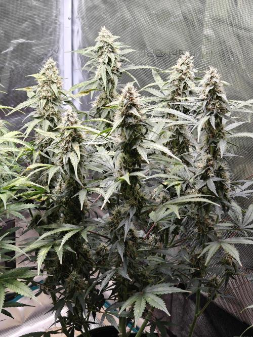 Sticky Broccoli auto. Week 10