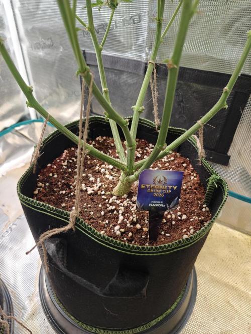 Sticky Broccoli auto. Week 10