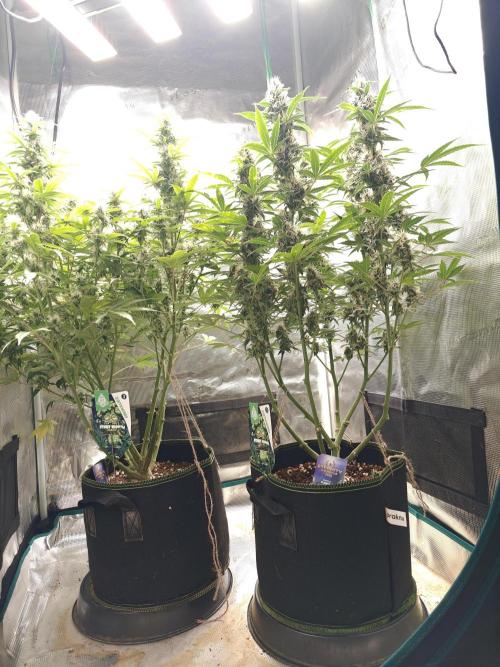Sticky Broccoli auto. Week 10
