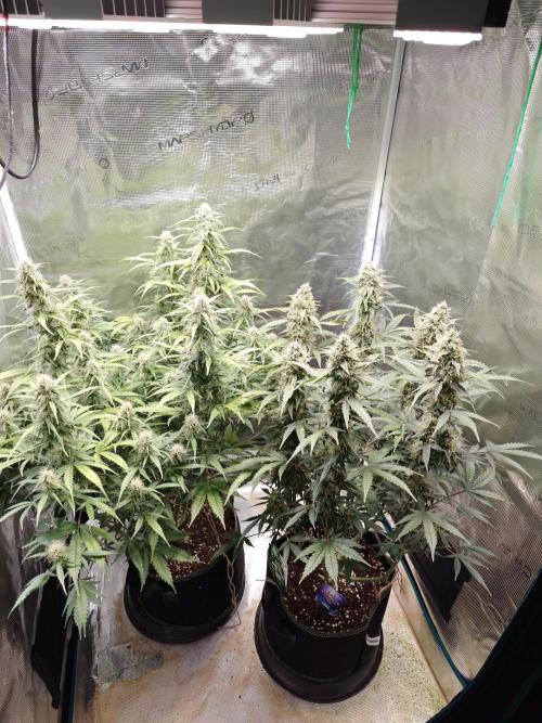 Sticky Broccoli auto. Week 10