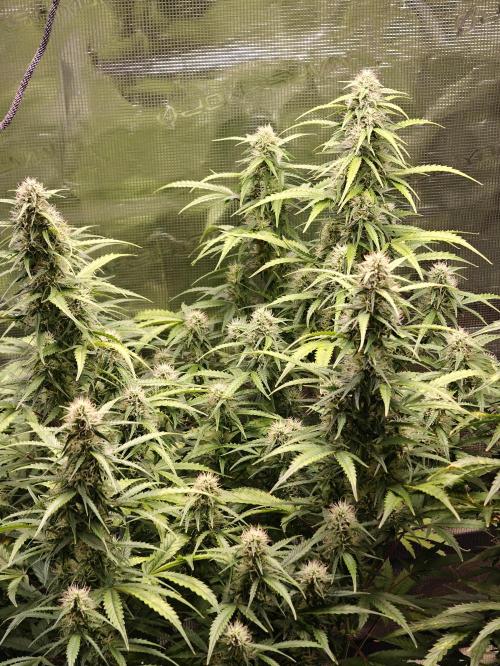 Sticky Broccoli auto. Week 10