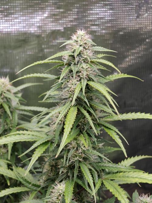 Sticky Broccoli auto. Week 10