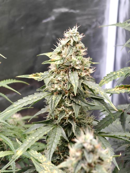 Sticky Broccoli auto. Week 10