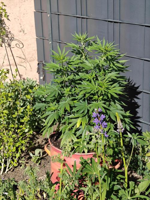 Zamnesia - Permanent Marker - outdoor. Week 8