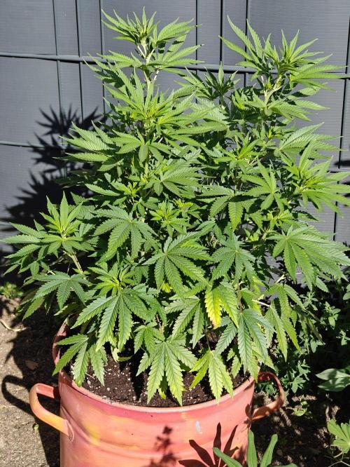 Zamnesia - Permanent Marker - outdoor. Week 8