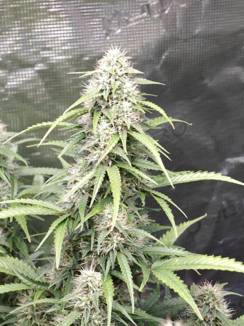 Sticky Broccoli auto. Week 11