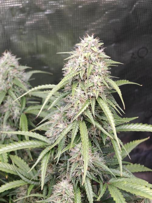 Sticky Broccoli auto. Week 11