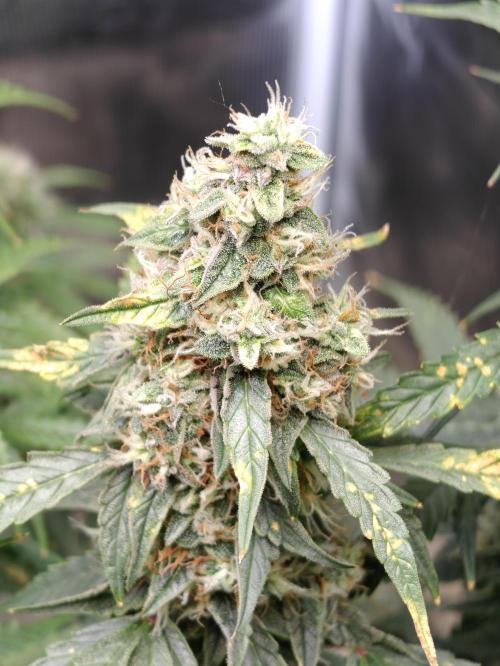 Sticky Broccoli auto. Week 11