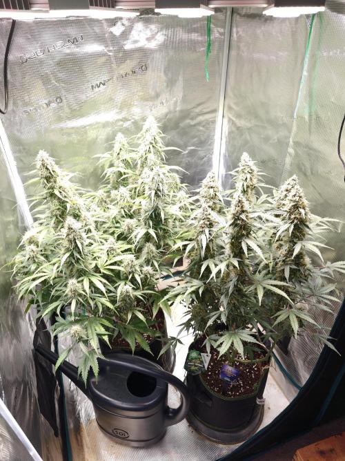 Sticky Broccoli auto. Week 11