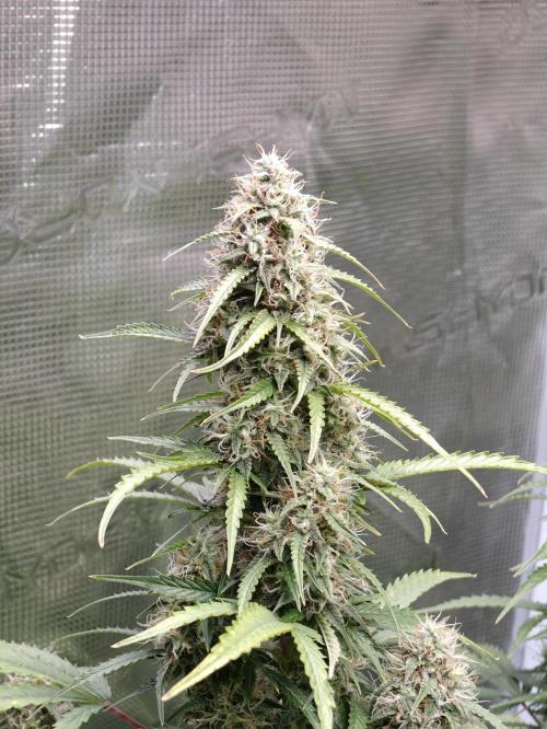 Sticky Broccoli auto. Week 11