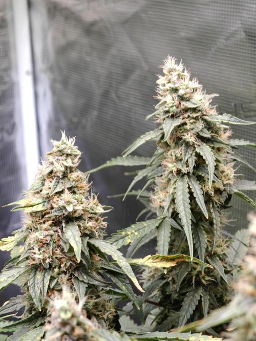 Sticky Broccoli auto. Week 11