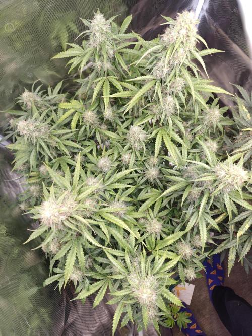 Sticky Broccoli auto. Week 11