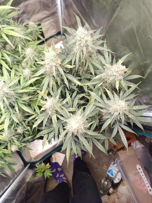 Sticky Broccoli auto. Week 11