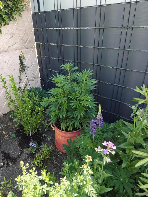 Zamnesia - Permanent Marker - outdoor. Week 9