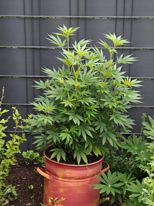 Zamnesia - Permanent Marker - outdoor. Week 9
