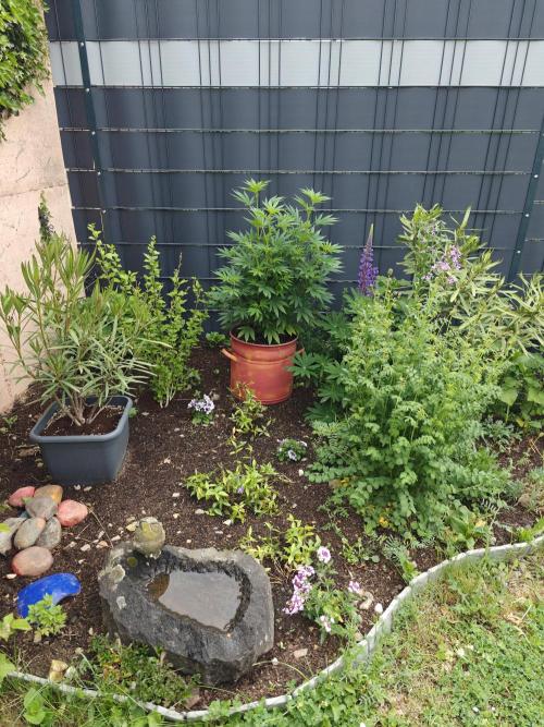 Zamnesia - Permanent Marker - outdoor. Week 9