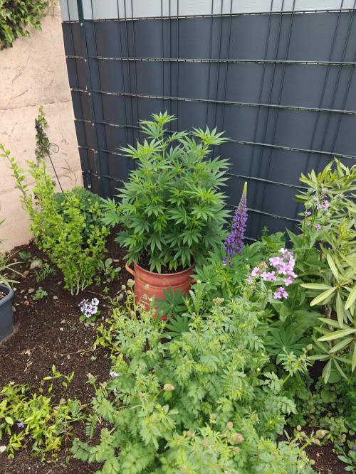 Zamnesia - Permanent Marker - outdoor. Week 9
