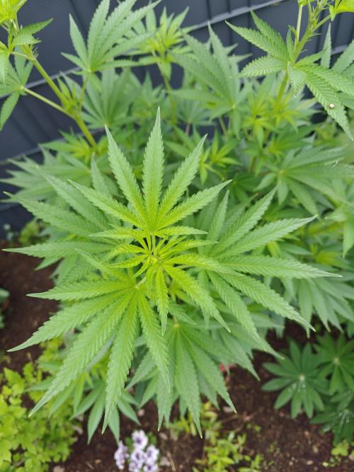 Zamnesia - Permanent Marker - outdoor. Week 9