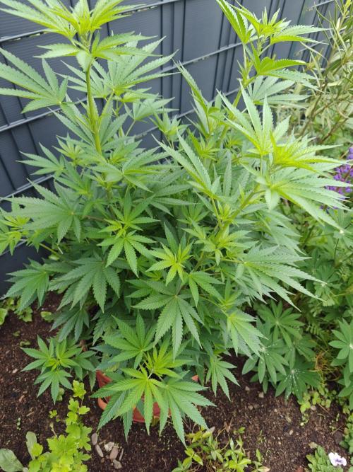 Zamnesia - Permanent Marker - outdoor. Week 9