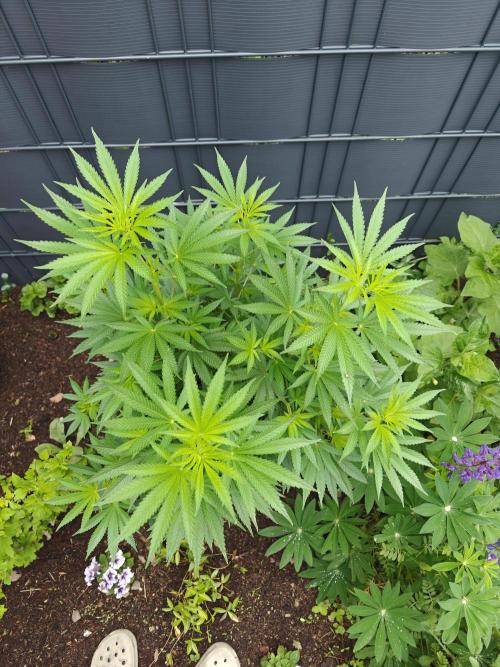 Zamnesia - Permanent Marker - outdoor. Week 9