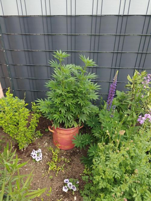 Zamnesia - Permanent Marker - outdoor. Week 9