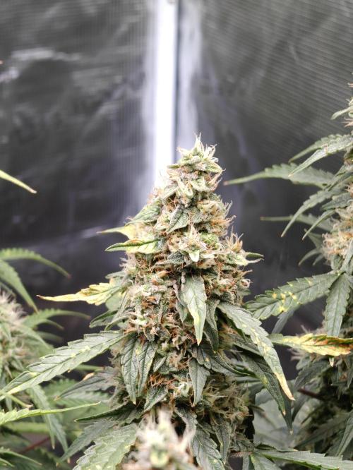 Sticky Broccoli auto. Week 11