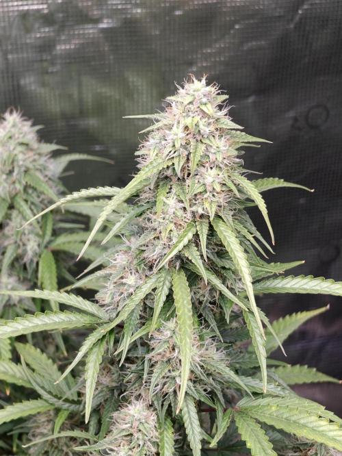 Sticky Broccoli auto. Week 11
