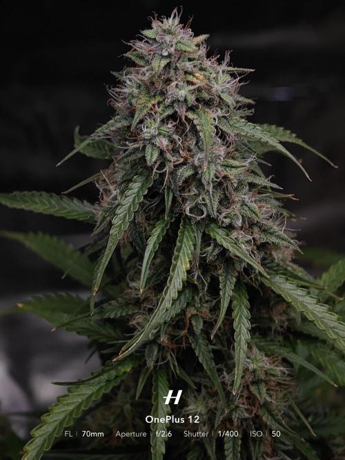 Sticky Broccoli auto. Week 12