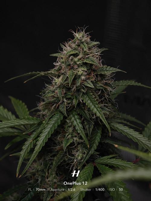 Sticky Broccoli auto. Week 12