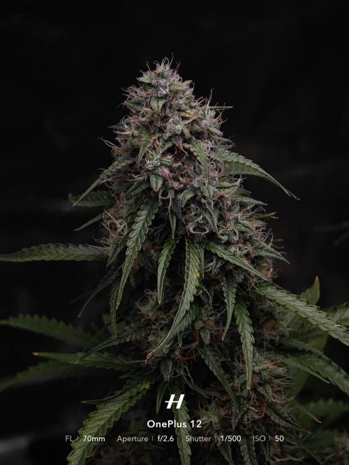 Sticky Broccoli auto. Week 12