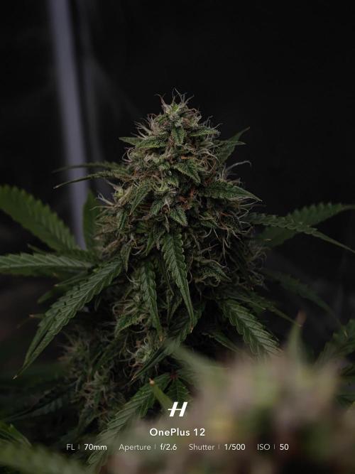 Sticky Broccoli auto. Week 12