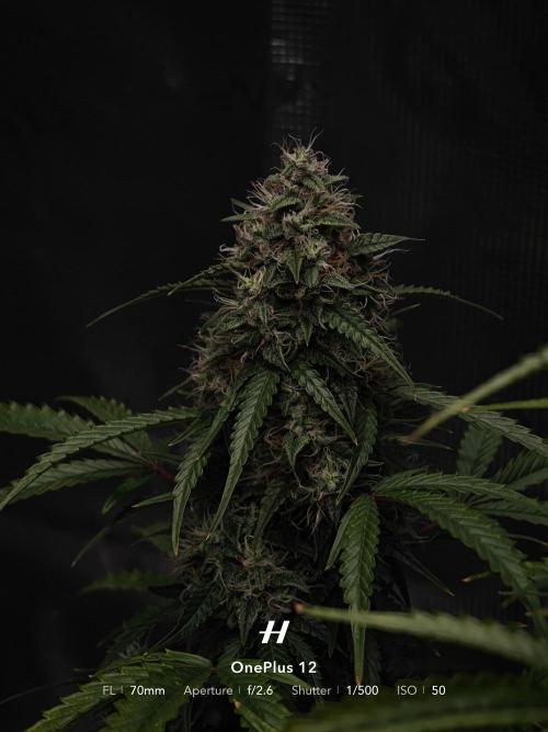 Sticky Broccoli auto. Week 12