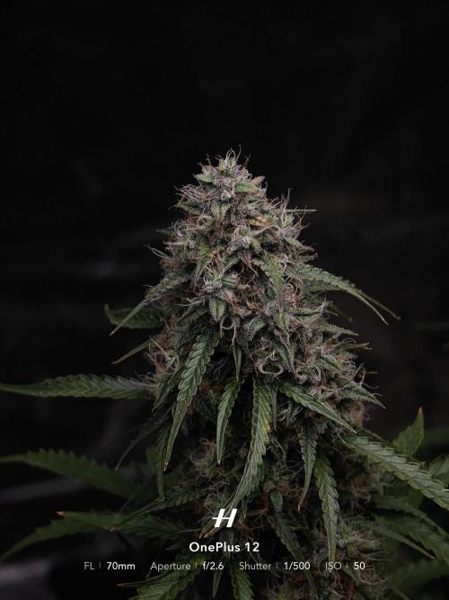 Sticky Broccoli auto. Week 12