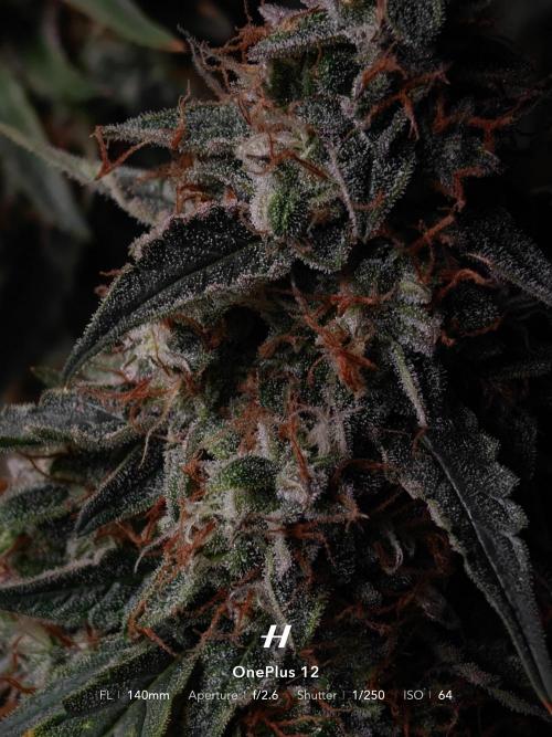 Sticky Broccoli auto. Week 13