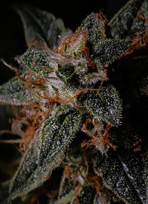 Sticky Broccoli auto. Week 13