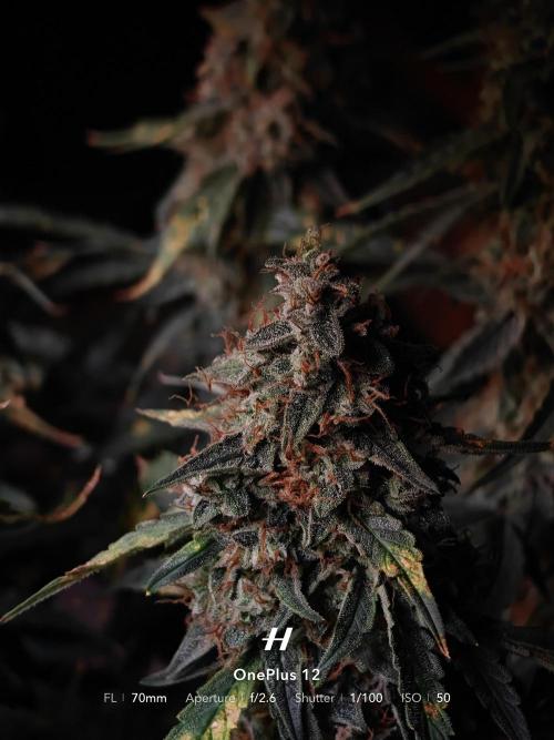 Sticky Broccoli auto. Week 13