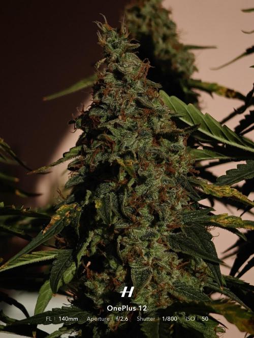 Sticky Broccoli auto. Week 13
