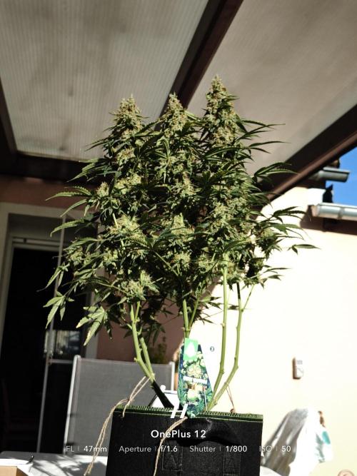 Sticky Broccoli auto. Week 13
