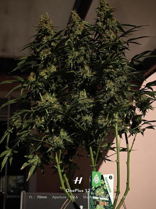 Sticky Broccoli auto. Week 13