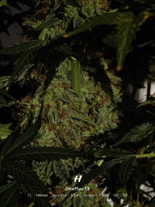 Sticky Broccoli auto. Week 13