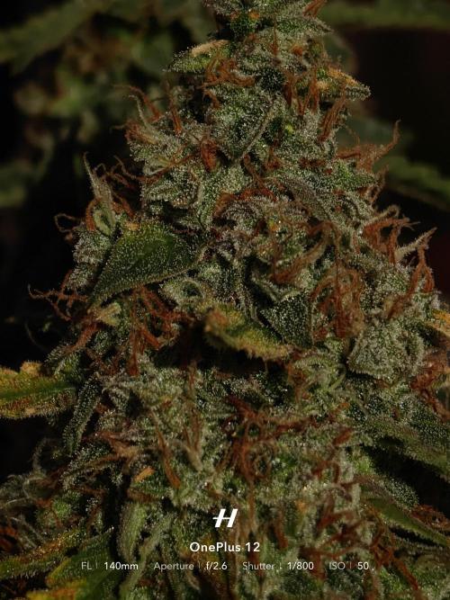 Sticky Broccoli auto. Week 13
