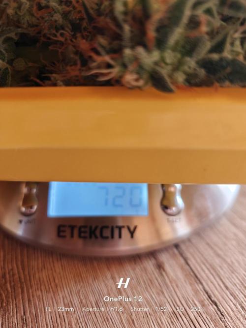 Sticky Broccoli auto. Week 13