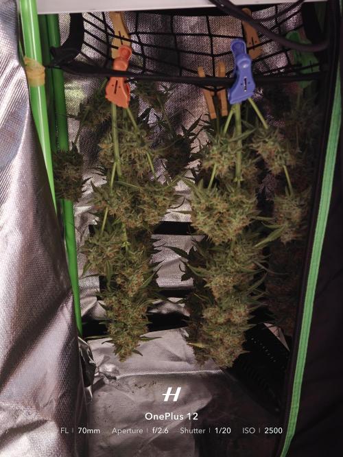 Sticky Broccoli auto. Week 13