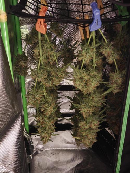 Sticky Broccoli auto. Week 13