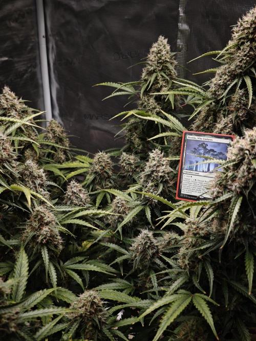 Sticky Broccoli auto. Week 13