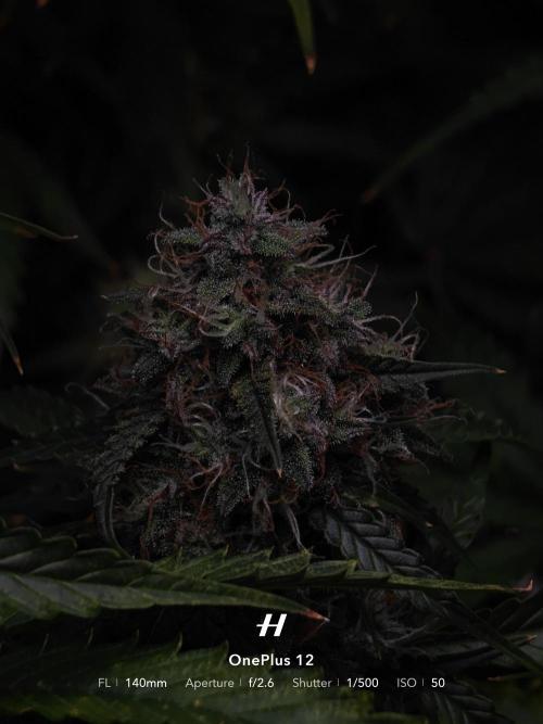 Sticky Broccoli auto. Week 13
